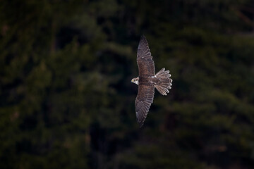 Falcon flight. Gyrfalcon, Falco rusticolus, bird of prey fly. Flying rare bird with white head....