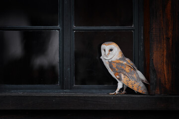 Urban wildlife. Barn owl in house window in front of country cottage, bird in urban habitat, wheel barrow on the wall, Czech Republic. Wild winter and snow with wild owl. Urban wildlife scene from nat