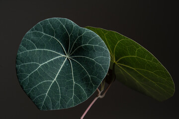 Stephania Nova (Kaweesakii) matured leaf close up with isolated black background.