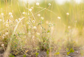 environment plant