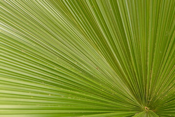 palm leaf background.