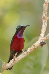 The flowers pecker bird.