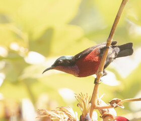 The flowers pecker bird.