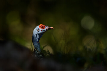 Gutemala nature. Ocellated turkey, Meleagris ocellata, rare bizar bird, Tikal National Park, Gutemala. Wildlife scene from nature. Bird with red wart in nature habitat. Turkey in the habitat.