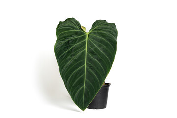 Philodendron Splendid plant in black plastic pot with isolated white background. © JCM