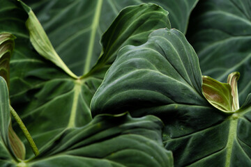 Fototapeta na wymiar Philodendron Splendid leave close up with layering. Green velvet leaf background. Green velvet, white vein, heart shape, rainforest foliage, huge leaf. Suitable for indoor plant.