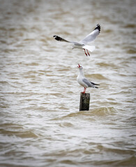 This is the seagull.