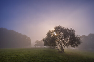 Plakat Mystic fog in the park, autumn landscape with fog and light rays