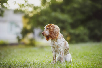 dog american cocker spaniel dog in the park