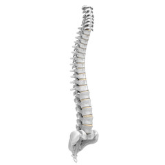 3d rendering illustration of a human spine