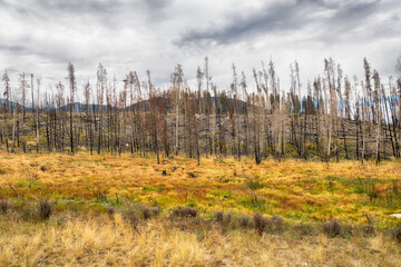 Burn scar from fires near Grand Lake in Rocky Mountain National Park