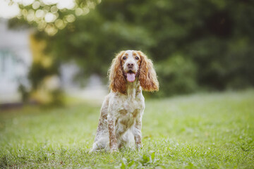 dog american cocker spaniel dog in the park