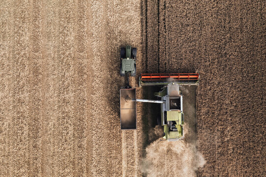 Agriculture: Aerial view directly above the agricultural field during the process of harvesting: combine harvester discharging hoarded wheat grain into trailer mounted to the tractor 