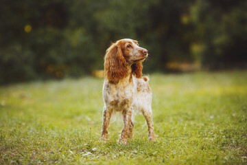 dog american cocker spaniel dog in the park