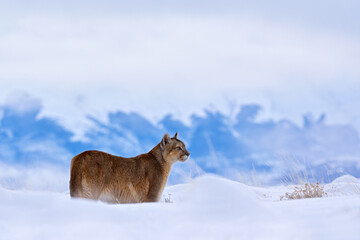Puma, nature winter habitat with snow, Torres del Paine, Chile. Wild big cat Cougar, Puma concolor, hidden portrait of dangerous animal with stone. Mountain Lion. Wildlife scene from nature. - obrazy, fototapety, plakaty