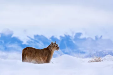 Poster Im Rahmen Puma, nature winter habitat with snow, Torres del Paine, Chile. Wild big cat Cougar, Puma concolor, hidden portrait of dangerous animal with stone. Mountain Lion. Wildlife scene from nature. © ondrejprosicky