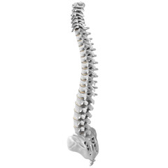 3d rendering illustration of a human spine