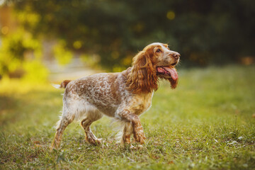 dog american cocker spaniel dog in the park