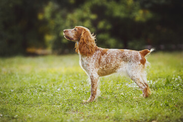 dog american cocker spaniel dog in the park