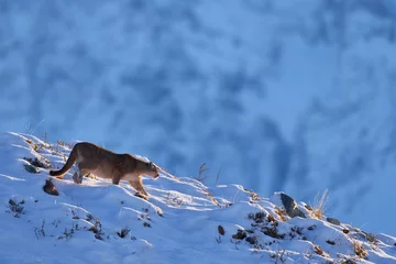 Keuken spatwand met foto Puma, nature winter habitat with snow, Torres del Paine, Chile. Wild big cat Cougar, Puma concolor, hidden portrait of dangerous animal with stone. Mountain Lion. Wildlife scene from nature. © ondrejprosicky