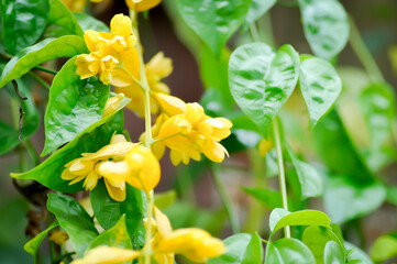 Golden Wreath, LAMIACEAE or Petraeovitex wolfei or  Petreovitex bambusetorum King
