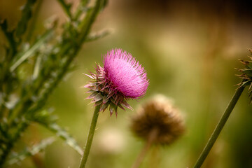 Purple thistle flower at Rocky Mountain National Park