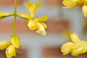Golden Wreath, LAMIACEAE or Petraeovitex wolfei or  Petreovitex bambusetorum King or yellow flower