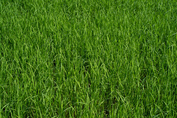 Paddy field in country side. Paddy farm.