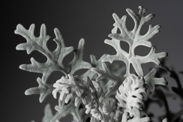 Senecio cineraria 'Silver Dust&rsquo; leaves close up with black isolated background