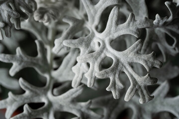 Senecio cineraria 'Silver Dust’ leaves close up with black isolated background