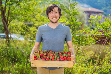 Young man farmer is holding a wooden box full with delicious strawberries
