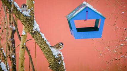 birds sit on the branches of a frozen tree a cold winter day