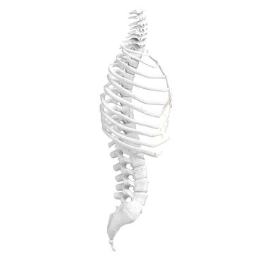 3d rendering illustration of human spine, torso and rib cage bones