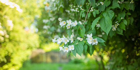 white flowers among greenery
