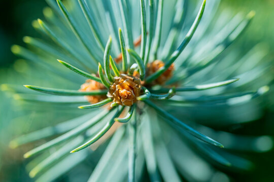 Close Up Of Pine Cone Forming On Blue Spruce Tree