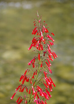 Close-up view of the blossoms of a Penstemon firecracker flower