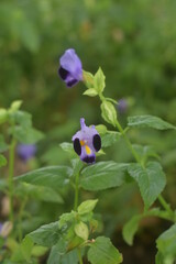 Beautiful purple wishbone flower.