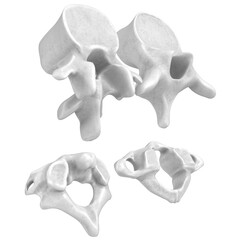 3d rendering illustration of a set of human vertebrae