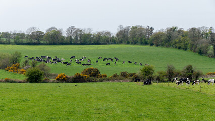 Cows in a green meadow. The green hills of Ireland. A picturesque rural area in the south of the island of Ireland. Farmland. Green grass field under sky. Green grass field with trees.