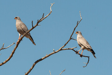 Autour chanteur, .Melierax canorus, Pale Chanting Goshawk