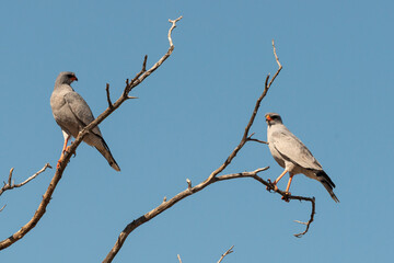 Autour chanteur, .Melierax canorus, Pale Chanting Goshawk