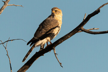 Autour gabar, immature,.Micronisus gabar, Gabar Goshawk