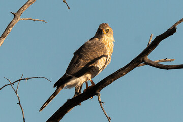 Autour gabar, immature,.Micronisus gabar, Gabar Goshawk