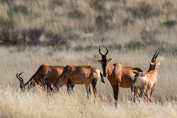Bubale caama, Alcelaphus caama, Parc national du Kalahari, Afrique du Sud