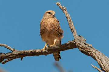 Crécerelle aux yeux blancs, Grand crécerelle, .Falco rupicoloides - Greater Kestrel