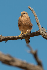 Crécerelle aux yeux blancs, Grand crécerelle, .Falco rupicoloides - Greater Kestrel