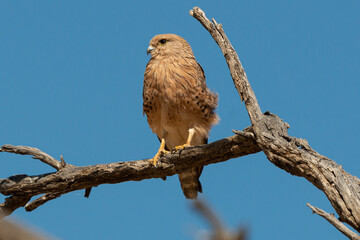 Crécerelle aux yeux blancs, Grand crécerelle, .Falco rupicoloides - Greater Kestrel