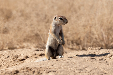 Fototapeta premium Ecureuil de terre du Cap, Xerus inauris, Désert du Kalahari, Afrique du Sud