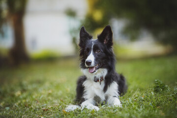 dog Border Collie	portraitin the park