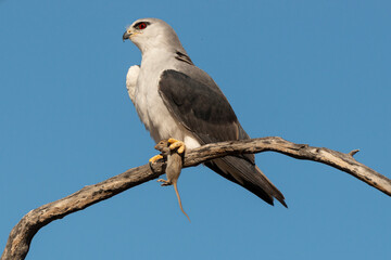 Elanion blanc, .Elanus caeruleus, Black winged Kite